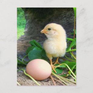 Postal Pollo De Bebé Con Huevo Rosa