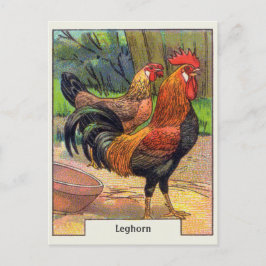 Postal Pollo de la Leghorn del vintage