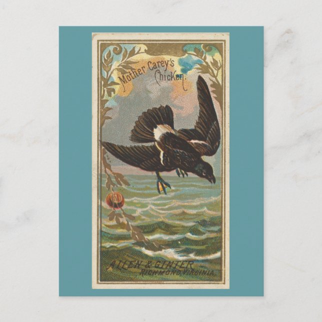 Postal Pollo de la madre Carey (Anverso)