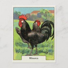 Postal Pollo de Minorca del vintage