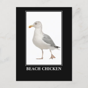 Postal Pollo de playa - Humor de gaviota de gaviota de ga