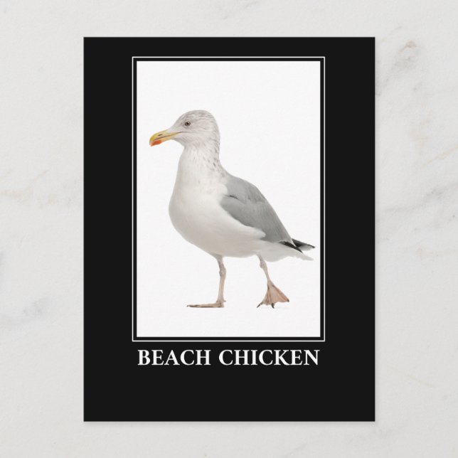 Postal Pollo de playa - Humor de gaviota de gaviota de ga (Anverso)