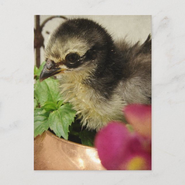 Postal Pollo de rompecabezas en las flores (Anverso)