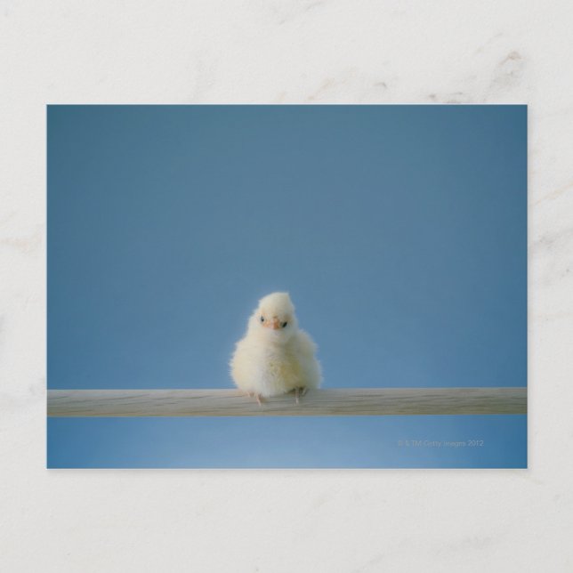 Postal Pollo de un bebé Mascota sentado en una percha (Anverso)