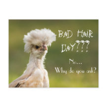 Pollo Día del Pelo Malo