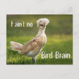 Postal Pollo diverso de Bird Brain