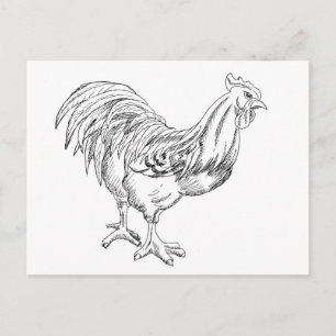 Postal Pollo en pluma y tinta
