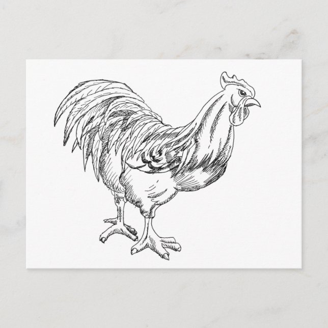Postal Pollo en pluma y tinta (Anverso)