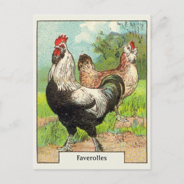 Postal Pollo Faverolles Vintage (Anverso)