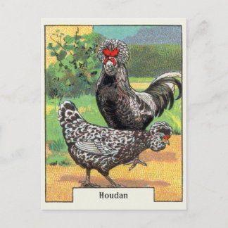 Postal Pollo hudan vintage