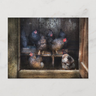 Postal Pollo - La casa de los Hen