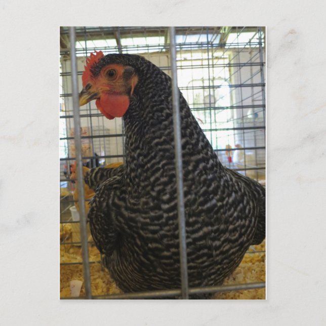 Postal Pollo mimado (Anverso)