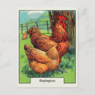 Postal Pollo Orpington Vintage