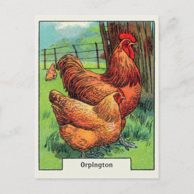 Postal Pollo Orpington Vintage (Anverso)