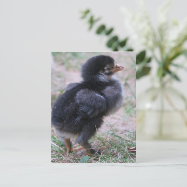 Postal pollo, pollitos, pollos, pollos, animales, aves, (Anverso de pie)