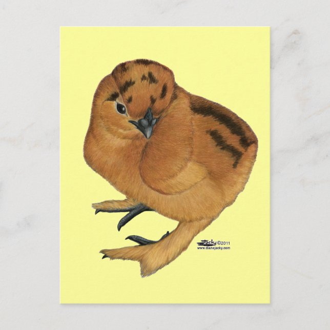 Postal Pollo Rojo Silkie (Anverso)