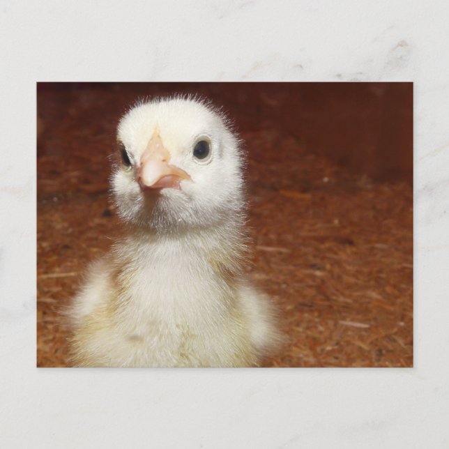 Postal Pollo viejo de un día pequeño (Anverso)