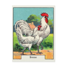 Pollo Vintage Bresse