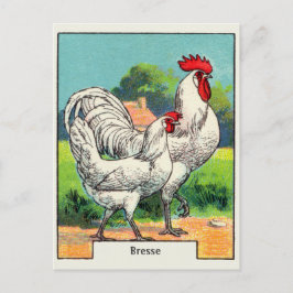 Postal Pollo Vintage Bresse