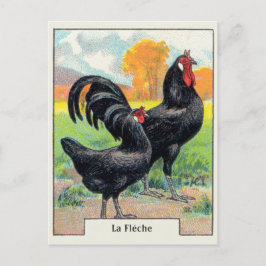 Postal Pollo vintage La Fleche