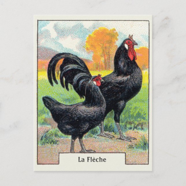 Postal Pollo vintage La Fleche (Anverso)