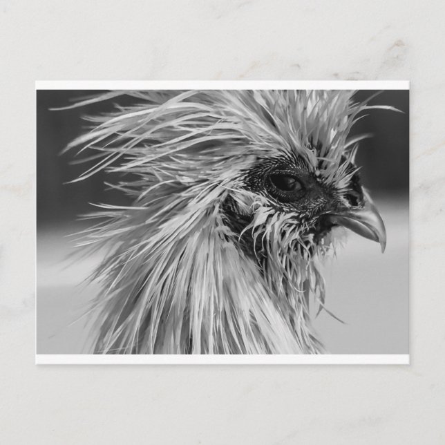 Postal Pollo Wet Silkie Enfadado (Anverso)