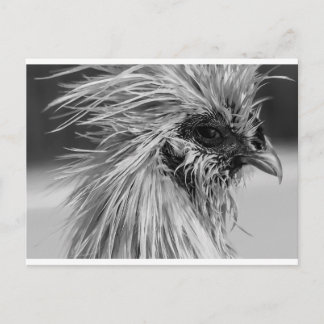 Postal Pollo Wet Silkie enojado