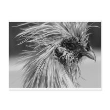 Pollo Wet Silkie enojado