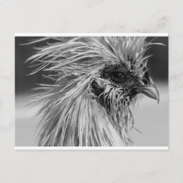 Postal Pollo Wet Silkie enojado
