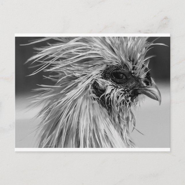 Postal Pollo Wet Silkie enojado (Anverso)