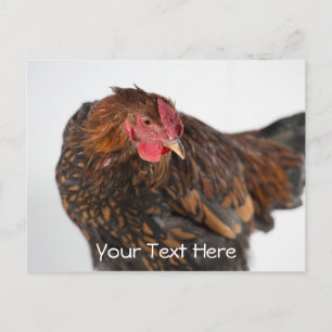 Postal Pollo Wyandotte
