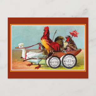 Postal Pollos antiguos y divertidos de algodón de pato