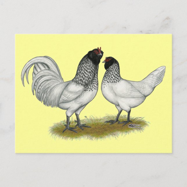 Postal Pollos de barba de búho de los Países Bajos (Anverso)