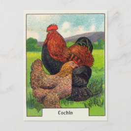 Postal Pollos de Cochin de época