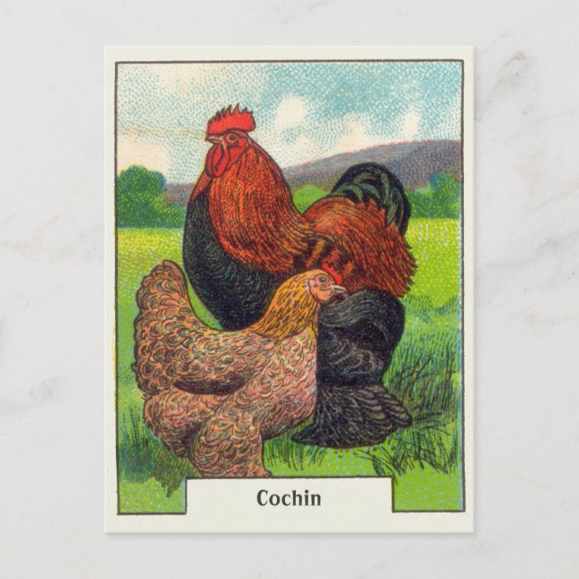 Postal Pollos de Cochin de época (Anverso)