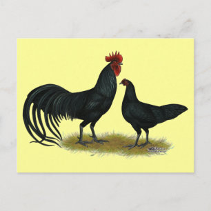 Postal Pollos de cultivo Tomaru Long
