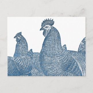 Postal Pollos de la roca de Plymouth Gallinas de gallos a