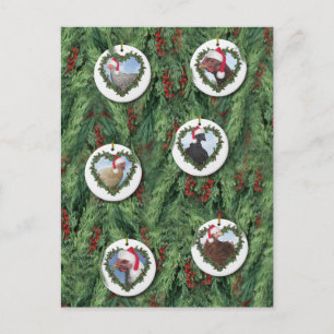 Postal Pollos de Navidad