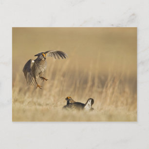 Postal Pollos de pradera macho al menos en el condado de 