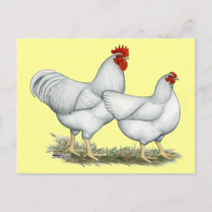 Postal Pollos de rock blanco