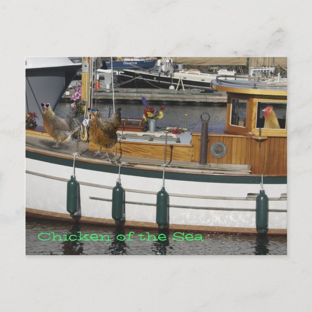 Postal Pollos en el mar - Humor (Anverso)