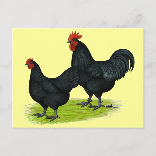 Postal Pollos negros de Australorp (Anverso)