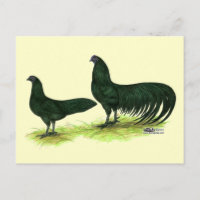 Pollos negros de Sumatra