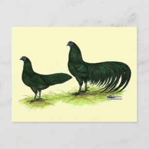Postal Pollos negros de Sumatra