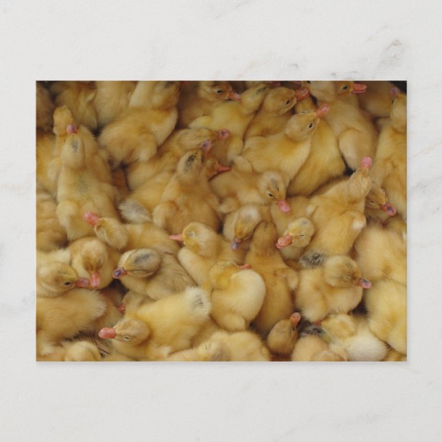 Postal Pollos para bebés a la venta (Anverso)