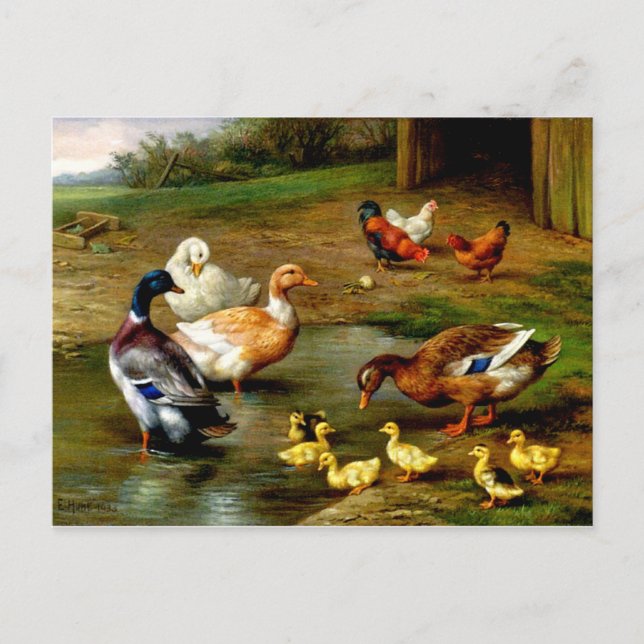 Postal Pollos, Patos Y Duques En La Granja (Anverso)