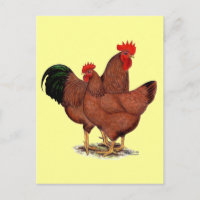 Pollos rojos de producción