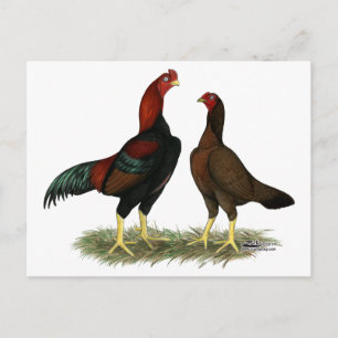 Postal Pollos Rojos Negros Aseel