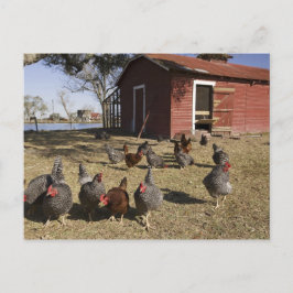 Postal Pollos trabajando terrenos cerca de la casa de gal