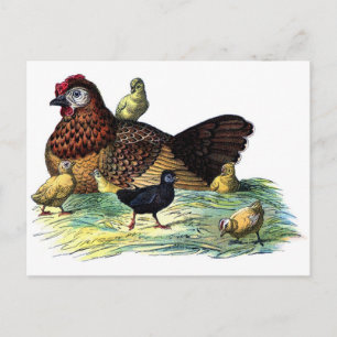 Postal Pollos Vintage Animal